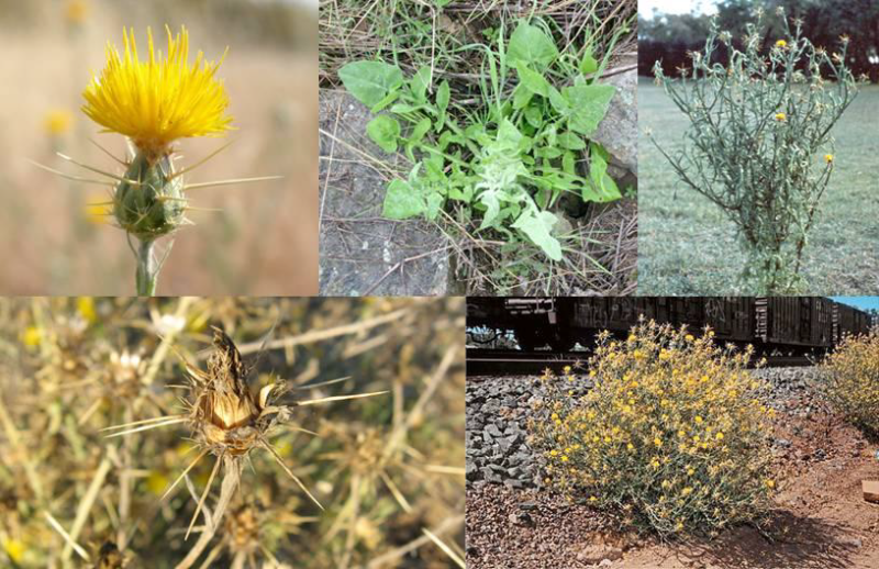 Noxious And Invasive Weed Treatment Guide | Servicing Reno, Sparks ...