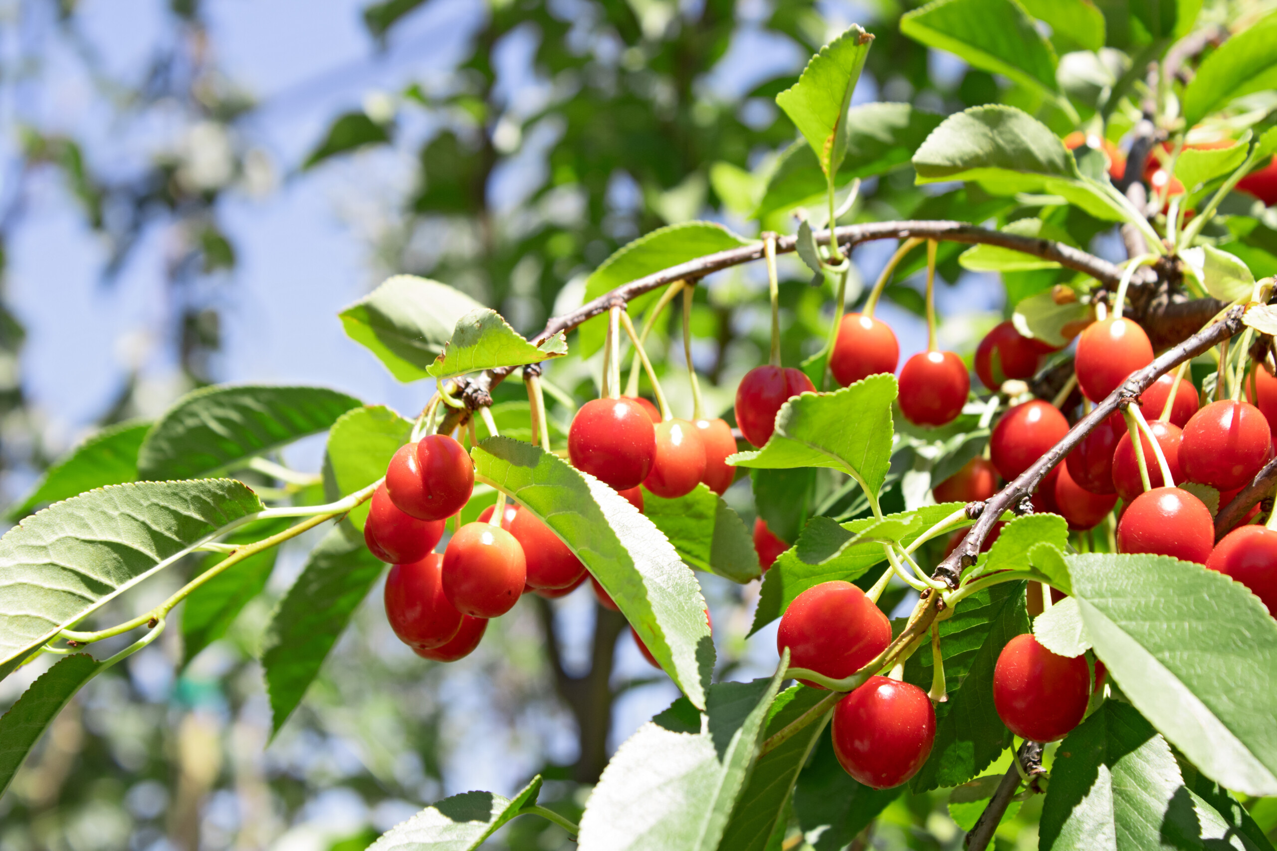 From Root To Fruit The Intricate Process Of Growing Fruit Trees 