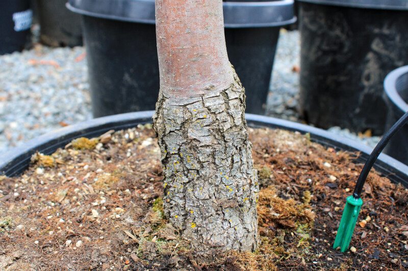 From Root To Fruit The Intricate Process Of Growing Fruit Trees Moana Nursery 